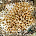 Leptastrea bewickensis