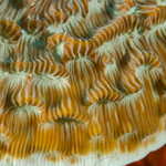 Helioseris cucullata