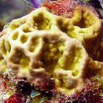 Millepora squarrosa