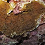 Bleached Montipora patula