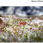 Short productive algal turfs (SPATs),