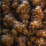 Corymbose Acro 20-50cm