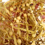 Sargassum spp.