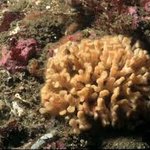 Diaperoecia californica