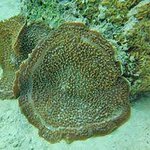 51_encrusting_corallimopharians