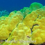 Porites lobata algal overgrowth