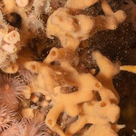 Sponges: Cup-likes: Tubes and chimneys