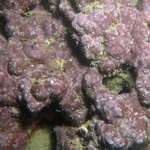 Lithophyllum incrustans