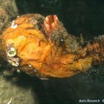 Microcosmus sabatieri