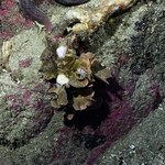 Microporella hyadesi