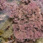 Corallina officinalis (substratum)