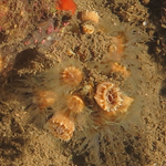 Phyllangia mouchezii