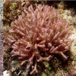 ARMS-CREP-Red upright macroalgae