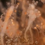 White encrusting sponge A