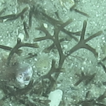 Gymnogongrus griffithsiae