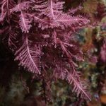 Macroalgae: Articulated calcareous