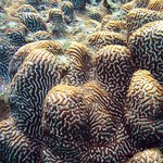 Leptoria irregularis