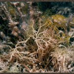 Gracilaria coronopifolia