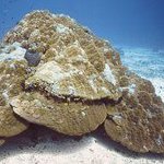 Porites lutea