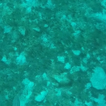 Sand and Gravel - Cyanobacteria