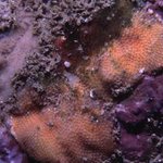 Bryozoa: hard: encrusting