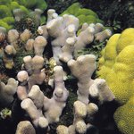 Non-Acropora branching