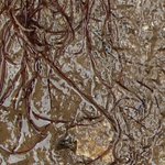 Red String Algae