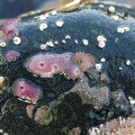 Encrusting sponge/ tunicate