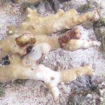 Bleached Porites cylindrica