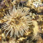 Parabunodactis imperfecta