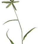 Dactyloctenium aegyptium