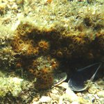 Cladocora caespitosa