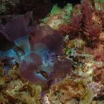 Macroalgae: Sheet-like / membraneous: red