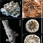 Polycyathus senegalensis