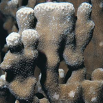Porites_columnar