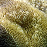 Stichodactyla helianthus