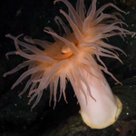 Actinostola chilensis