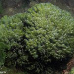 Codium vermilara/fragile