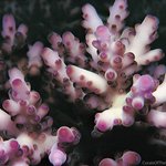 Acropora loripes