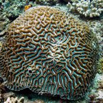 Hard Coral (meandering ridge and valleys)