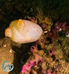 Paramolgula gregaria