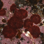 Red non-calcareous encrusting algae
