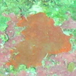 1cm Encrusting Sponge