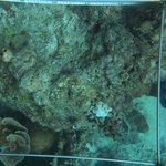 Coral:Stonycoral:Millepora