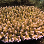 dead Acropora valida