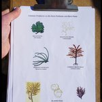 Sea Lettuce - Ulva Lactuca