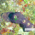 1cm Ailochroia crassa