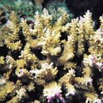 Acropora cerealis