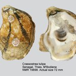 Crassostrea tulipa