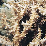 Anacropora